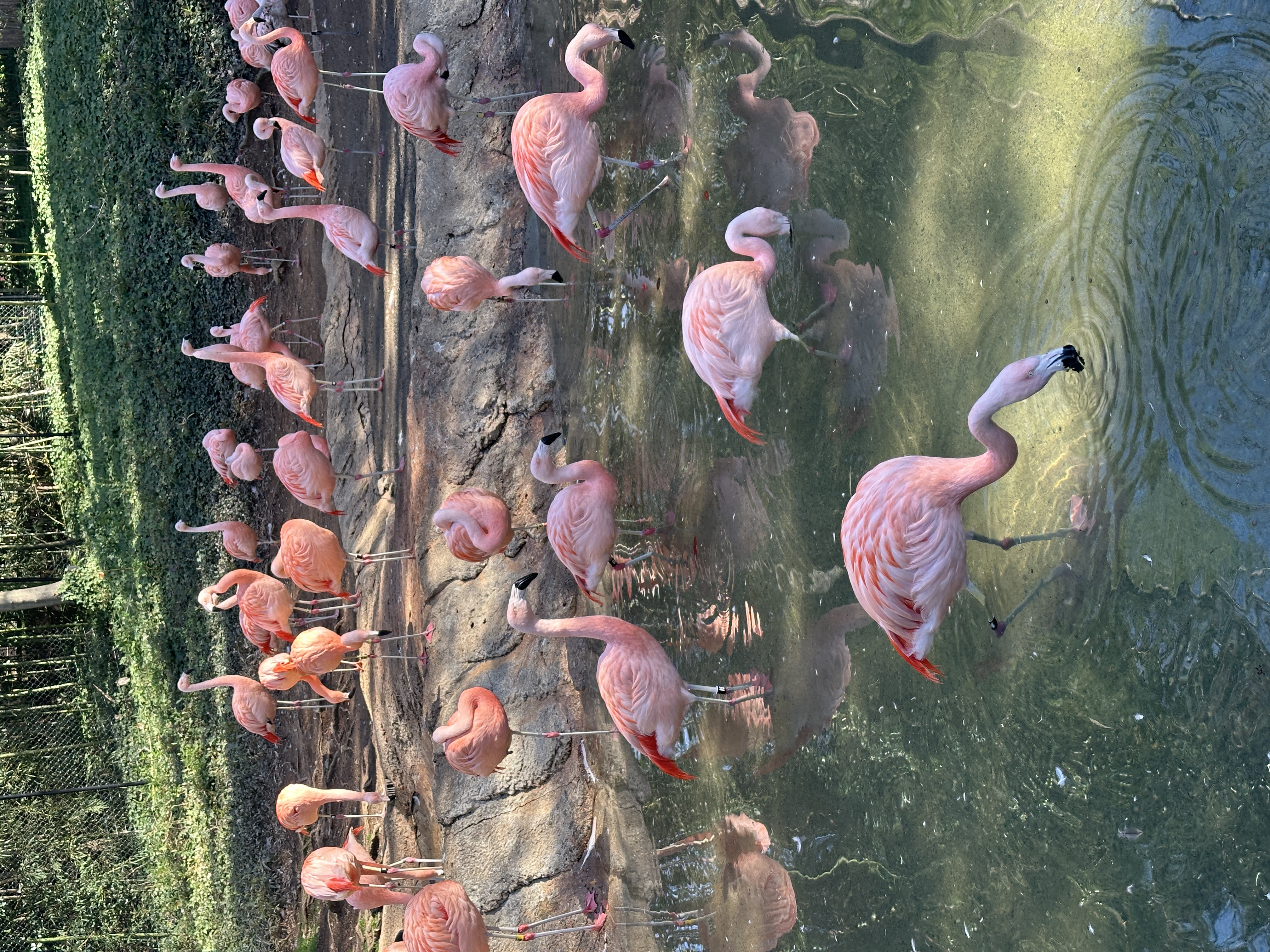 photo of flamingos