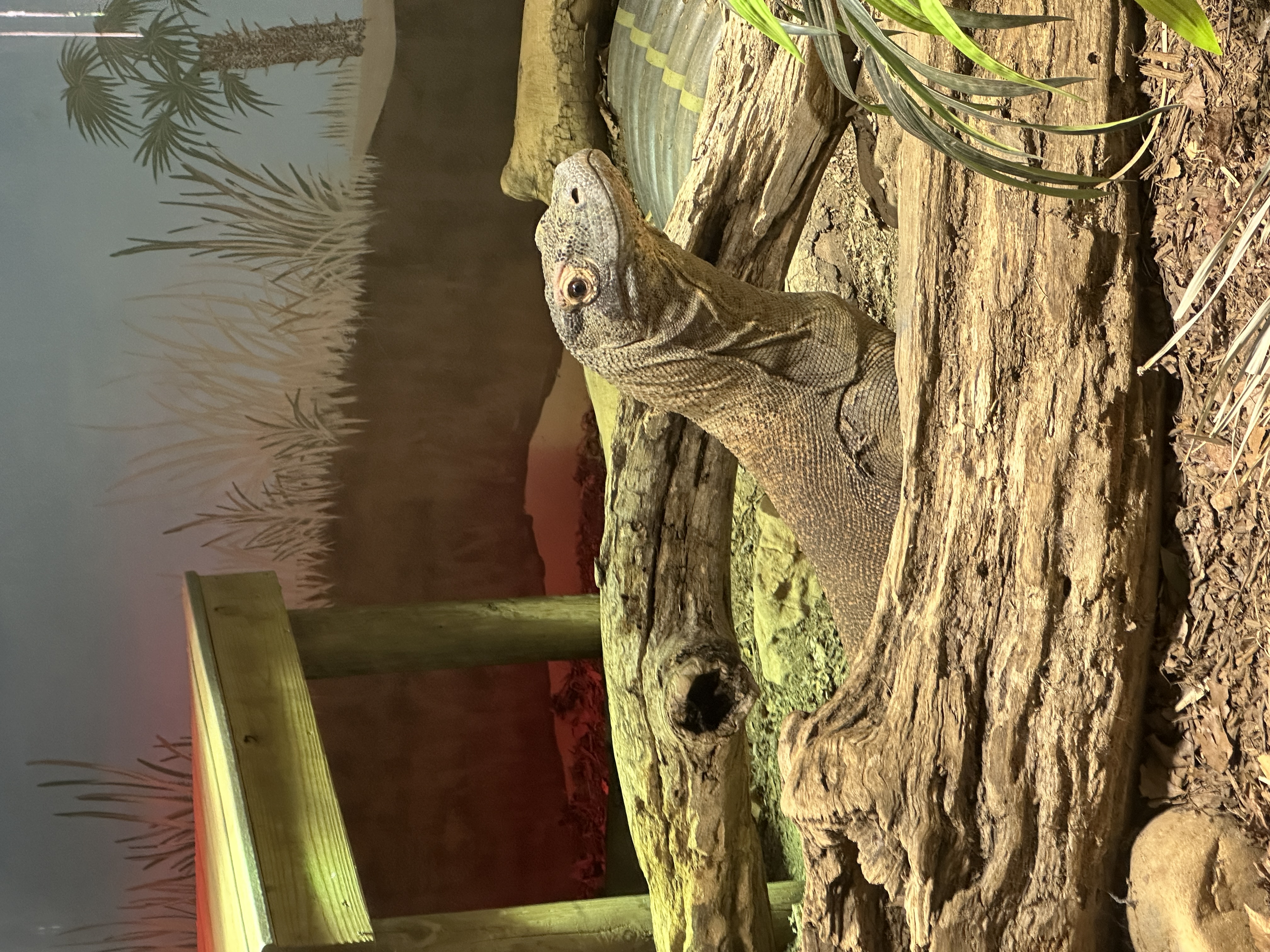 photo of komodo dragon