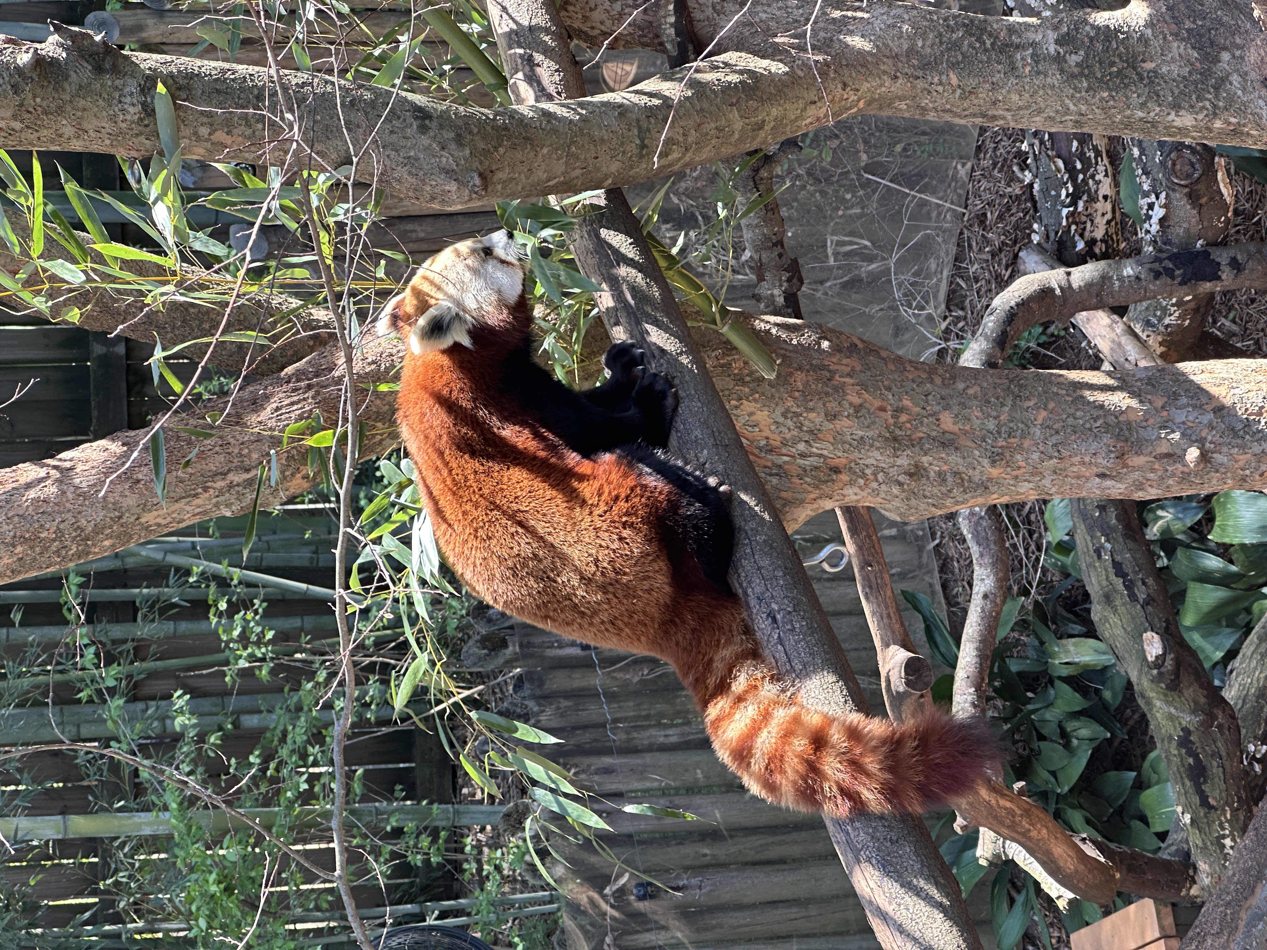 photo of red panda